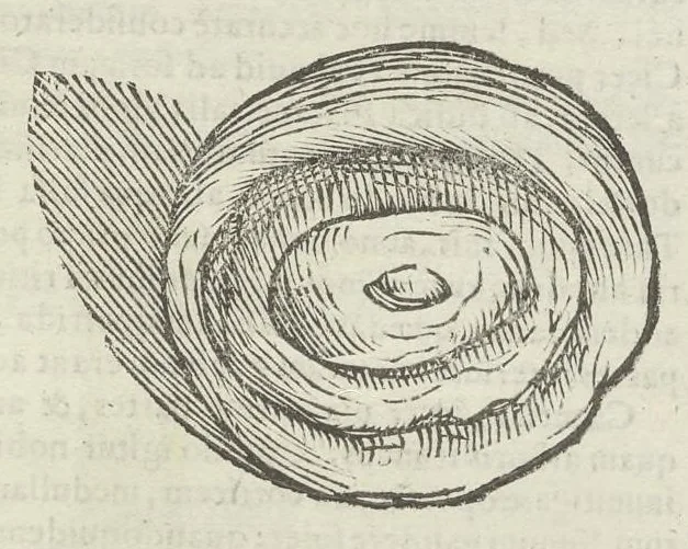 An illustration from Vlyssis Aldrouandi patricii Bononiensis Musaeum metallicum in libros IIII distributum, 1648, leaf 874