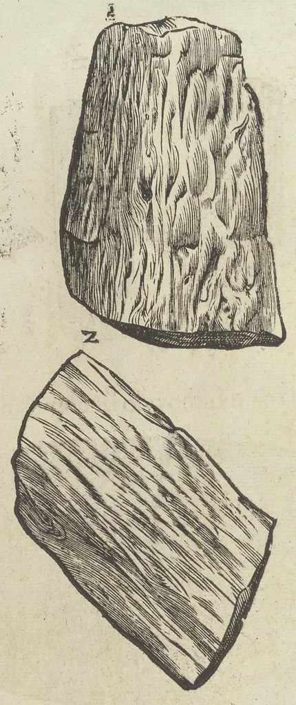 An illustration from Vlyssis Aldrouandi patricii Bononiensis Musaeum metallicum in libros IIII distributum, 1648, leaf 879