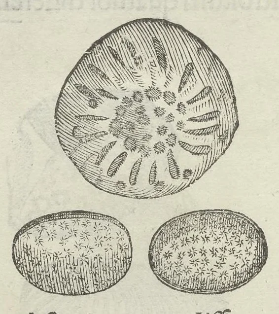 An illustration from Vlyssis Aldrouandi patricii Bononiensis Musaeum metallicum in libros IIII distributum, 1648, leaf 895