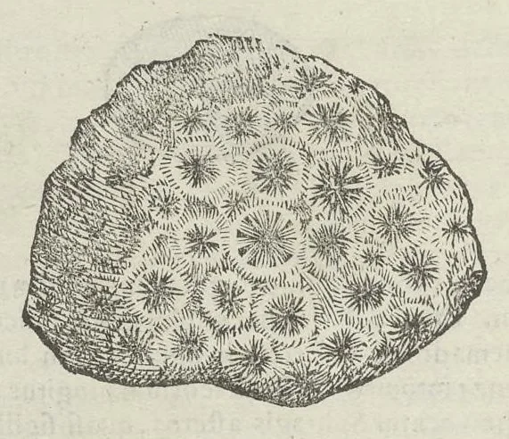 An illustration from Vlyssis Aldrouandi patricii Bononiensis Musaeum metallicum in libros IIII distributum, 1648, leaf 895