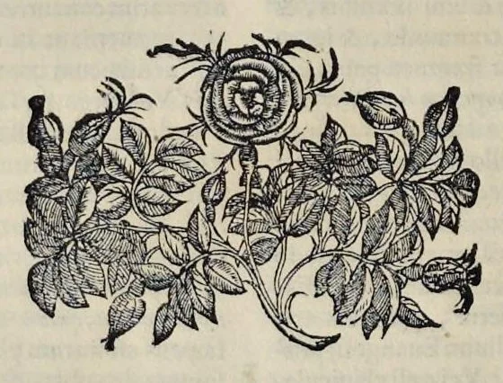 An illustration from Hieronymi Pradi et Ioannis Baptistae Villapandi e Societate Iesv In Ezechielem explanationes et apparatus vrbis ac templi Hierosolymitani : commentariis et imaginibvs illvstratvs : opvs tribvs tomis distinctvm .., 1596, leaf 181