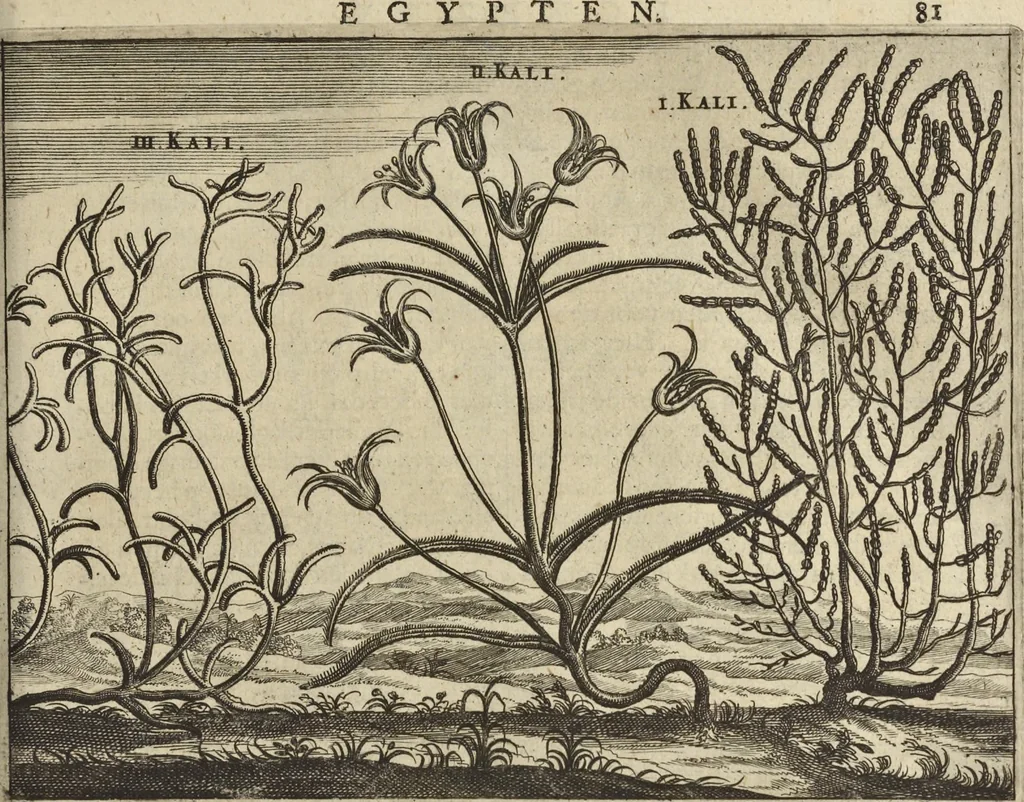 An illustration from Naukeurige beschrijvinge der Afrikaensche gewesten van Egypten, Barbaryen, Libyen, Biledulgerid, Negroslant, Guinea, Ethiopiën, Abyssinie ... : getrokken uit verscheyde hedendaegse lantbeschrijvers en geschriften van bereisde ondersoekers dier landen, 1668, leaf 108