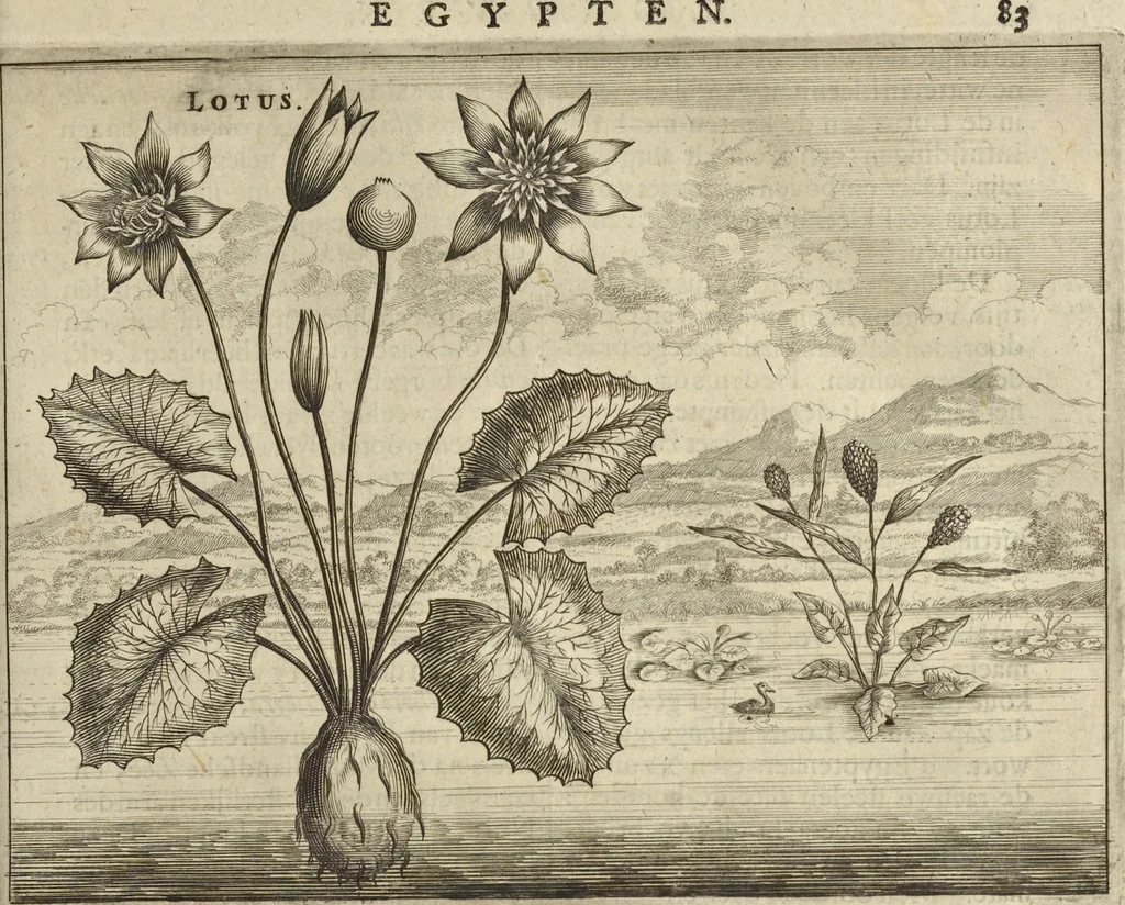 An illustration from Naukeurige beschrijvinge der Afrikaensche gewesten van Egypten, Barbaryen, Libyen, Biledulgerid, Negroslant, Guinea, Ethiopiën, Abyssinie ... : getrokken uit verscheyde hedendaegse lantbeschrijvers en geschriften van bereisde ondersoekers dier landen, 1668, leaf 110