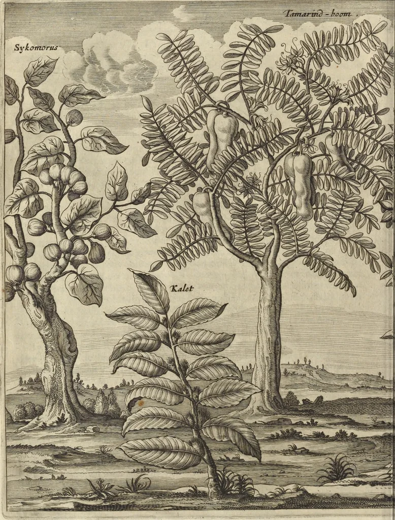 An illustration from Naukeurige beschrijvinge der Afrikaensche gewesten van Egypten, Barbaryen, Libyen, Biledulgerid, Negroslant, Guinea, Ethiopiën, Abyssinie ... : getrokken uit verscheyde hedendaegse lantbeschrijvers en geschriften van bereisde ondersoekers dier landen, 1668, leaf 133