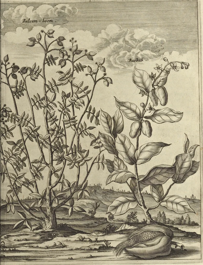 An illustration from Naukeurige beschrijvinge der Afrikaensche gewesten van Egypten, Barbaryen, Libyen, Biledulgerid, Negroslant, Guinea, Ethiopiën, Abyssinie ... : getrokken uit verscheyde hedendaegse lantbeschrijvers en geschriften van bereisde ondersoekers dier landen, 1668, leaf 134