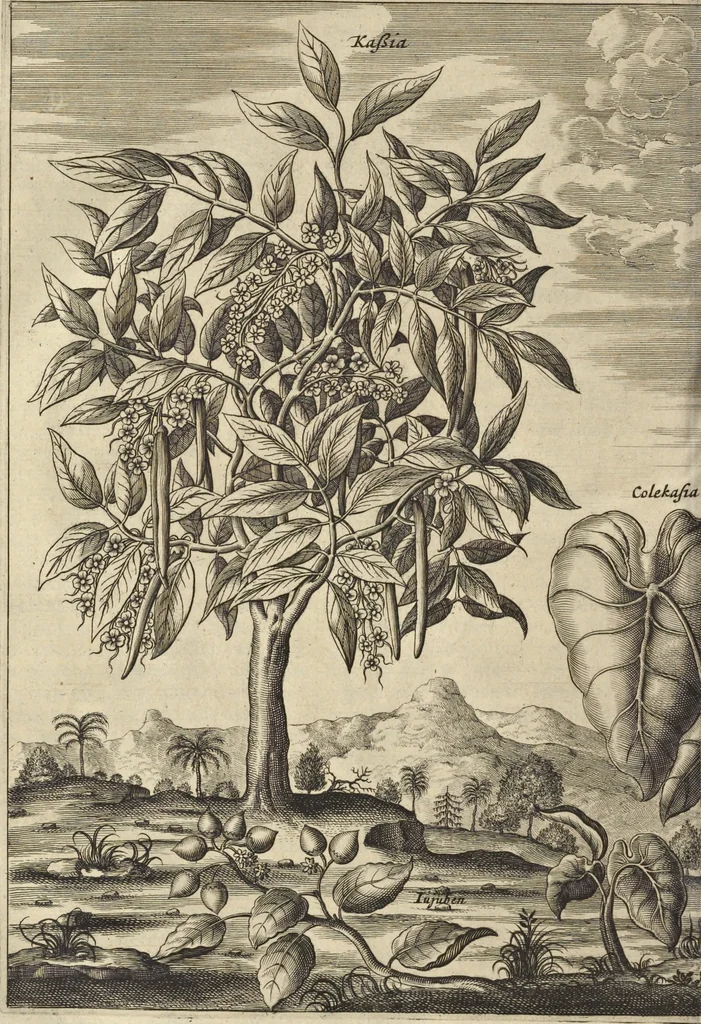 An illustration from Naukeurige beschrijvinge der Afrikaensche gewesten van Egypten, Barbaryen, Libyen, Biledulgerid, Negroslant, Guinea, Ethiopiën, Abyssinie ... : getrokken uit verscheyde hedendaegse lantbeschrijvers en geschriften van bereisde ondersoekers dier landen, 1668, leaf 175