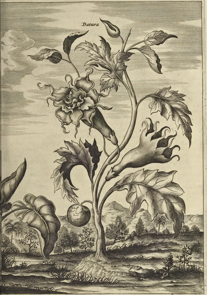 An illustration from Naukeurige beschrijvinge der Afrikaensche gewesten van Egypten, Barbaryen, Libyen, Biledulgerid, Negroslant, Guinea, Ethiopiën, Abyssinie ... : getrokken uit verscheyde hedendaegse lantbeschrijvers en geschriften van bereisde ondersoekers dier landen, 1668, leaf 176