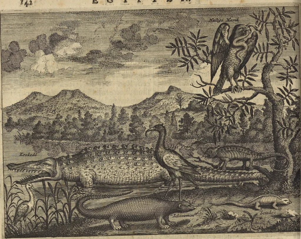An illustration from Naukeurige beschrijvinge der Afrikaensche gewesten van Egypten, Barbaryen, Libyen, Biledulgerid, Negroslant, Guinea, Ethiopiën, Abyssinie ... : getrokken uit verscheyde hedendaegse lantbeschrijvers en geschriften van bereisde ondersoekers dier landen, 1668, leaf 187
