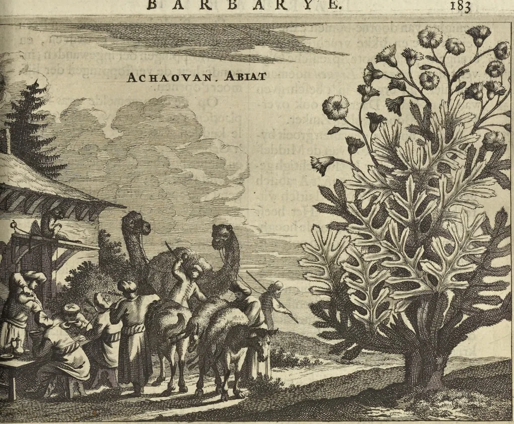 An illustration from Naukeurige beschrijvinge der Afrikaensche gewesten van Egypten, Barbaryen, Libyen, Biledulgerid, Negroslant, Guinea, Ethiopiën, Abyssinie ... : getrokken uit verscheyde hedendaegse lantbeschrijvers en geschriften van bereisde ondersoekers dier landen, 1668, leaf 256