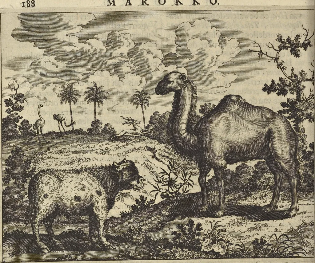 An illustration from Naukeurige beschrijvinge der Afrikaensche gewesten van Egypten, Barbaryen, Libyen, Biledulgerid, Negroslant, Guinea, Ethiopiën, Abyssinie ... : getrokken uit verscheyde hedendaegse lantbeschrijvers en geschriften van bereisde ondersoekers dier landen, 1668, leaf 265