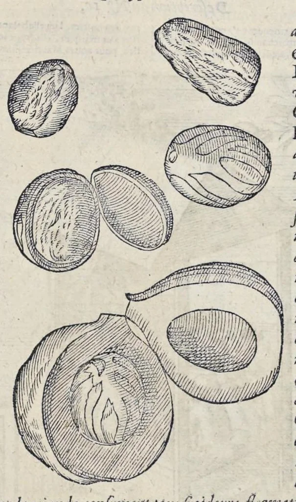 An illustration from Le second livre, journal ou comptoir, contenant le vray discours et narration historique, du voyage fait par les huit navires d'Amsterdam, au mois de mars l'an 1598, sous la conduite de l'admiral Iaques Cornille Nec, & du vice-admiral VVibrant de VVarvvic : de leur voyage & choses plus memorables eux audit voyage survenuës, de leur riche charge & sain retour ... : orné avec beaucoup de lames d'arain & cartes, joint leurs explications : aussi est icy adiousté un vocabulaire des mots françois, javans & malaites, 1609, leaf 30