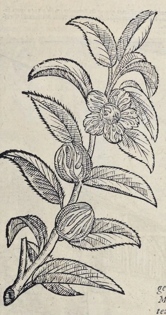 An illustration from Le second livre, journal ou comptoir, contenant le vray discours et narration historique, du voyage fait par les huit navires d'Amsterdam, au mois de mars l'an 1598, sous la conduite de l'admiral Iaques Cornille Nec, & du vice-admiral VVibrant de VVarvvic : de leur voyage & choses plus memorables eux audit voyage survenuës, de leur riche charge & sain retour ... : orné avec beaucoup de lames d'arain & cartes, joint leurs explications : aussi est icy adiousté un vocabulaire des mots françois, javans & malaites, 1609, leaf 30