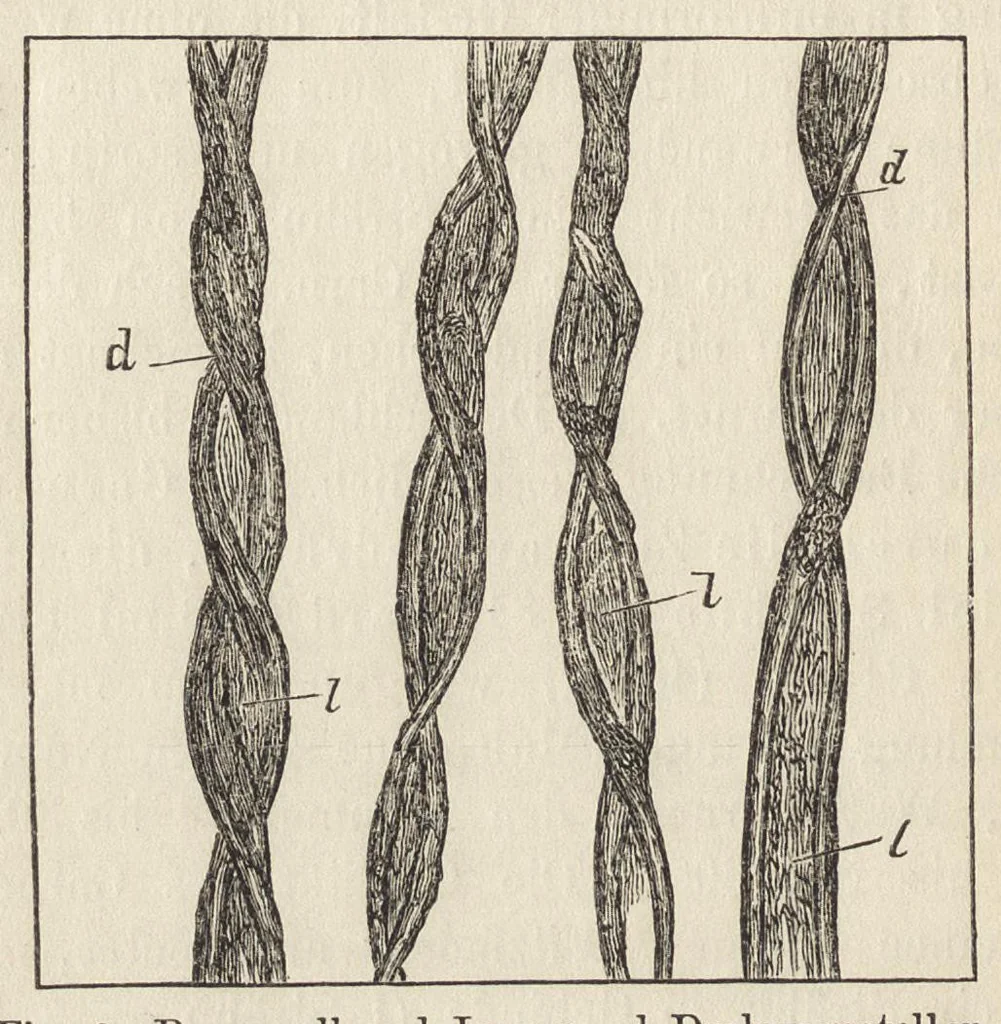 An illustration from Das Färben und Bleichen : von Baumwolle, Wolle, Seide, Jute, Leinen, etc : in unversponnenen Zustande, al Garn und al Stückware : Praktisches Hilfs- und Lehrbuch bearbeitet für Färber und Färberei-Chemiker, sowie zum Unterricht in Fachschulen, mit zahlreichen Maschinenzeichnungen, 1889, leaf 19