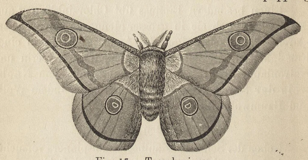 An illustration from Das Färben und Bleichen : von Baumwolle, Wolle, Seide, Jute, Leinen, etc : in unversponnenen Zustande, al Garn und al Stückware : Praktisches Hilfs- und Lehrbuch bearbeitet für Färber und Färberei-Chemiker, sowie zum Unterricht in Fachschulen, mit zahlreichen Maschinenzeichnungen, 1889, leaf 79