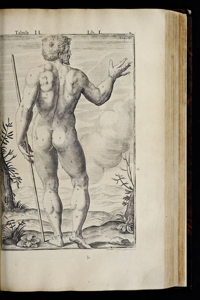 An illustration from Adriani Spigelii Bruxellensis equitis D. Marci, olim in Patavino gymnasio anatomiae et chirurgiae professoris primarii Opera quae extant, omnia, 1645, leaf 354
