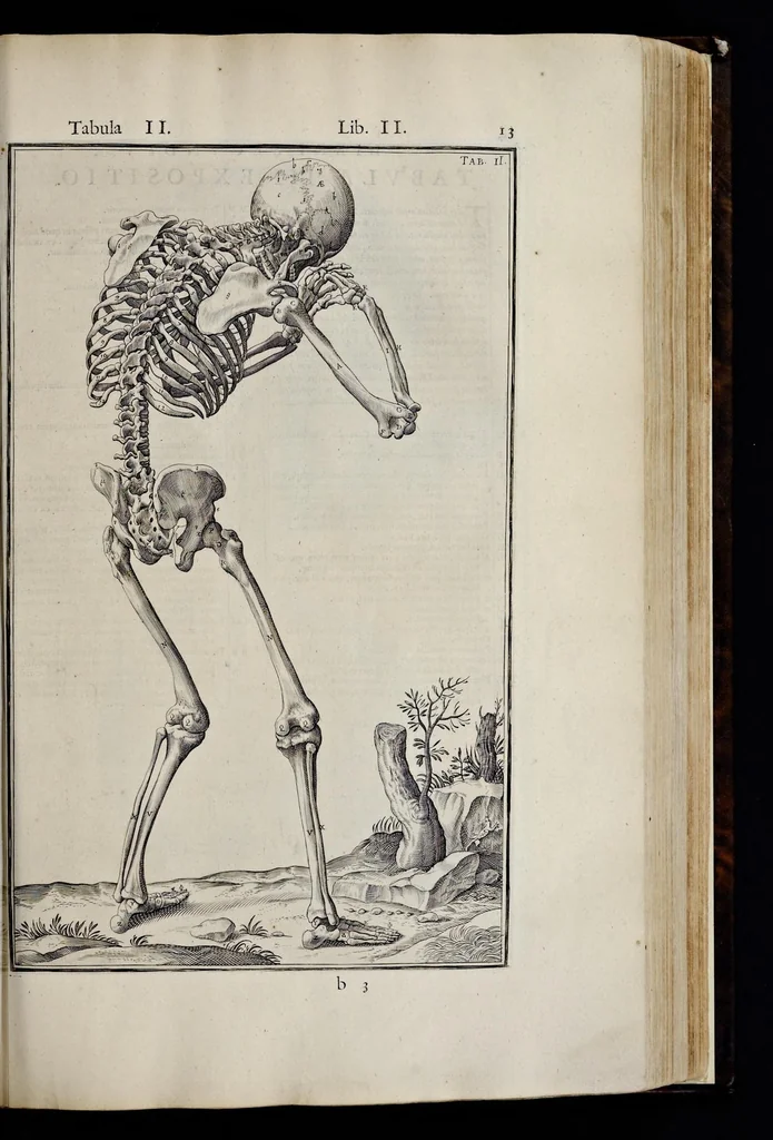 An illustration from Adriani Spigelii Bruxellensis equitis D. Marci, olim in Patavino gymnasio anatomiae et chirurgiae professoris primarii Opera quae extant, omnia, 1645, leaf 358