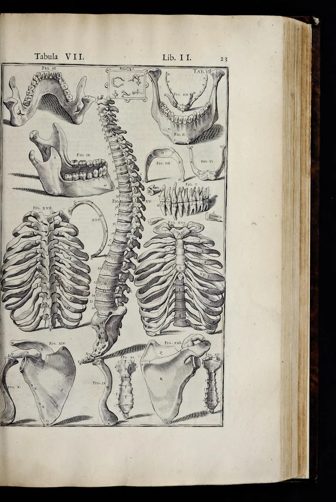 An illustration from Adriani Spigelii Bruxellensis equitis D. Marci, olim in Patavino gymnasio anatomiae et chirurgiae professoris primarii Opera quae extant, omnia, 1645, leaf 368