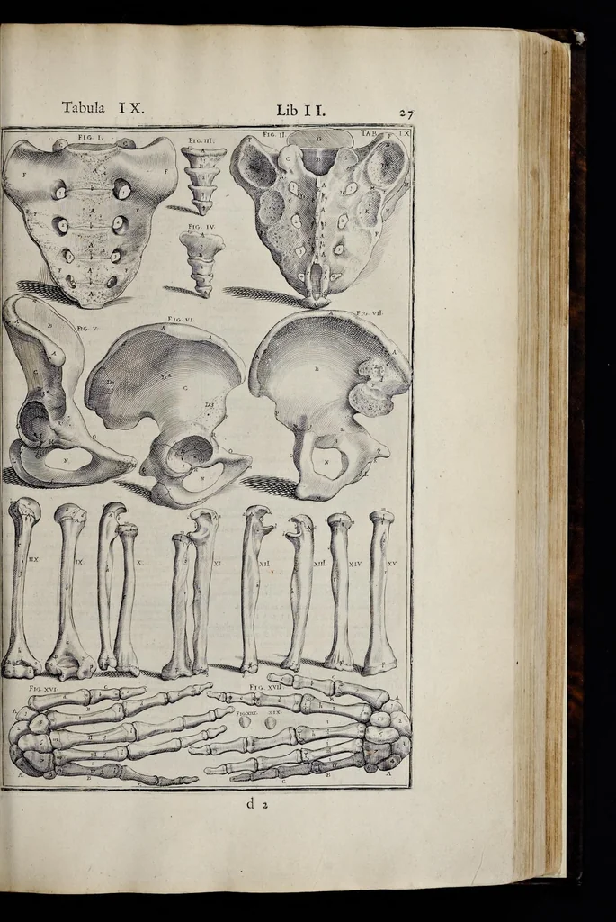 An illustration from Adriani Spigelii Bruxellensis equitis D. Marci, olim in Patavino gymnasio anatomiae et chirurgiae professoris primarii Opera quae extant, omnia, 1645, leaf 372