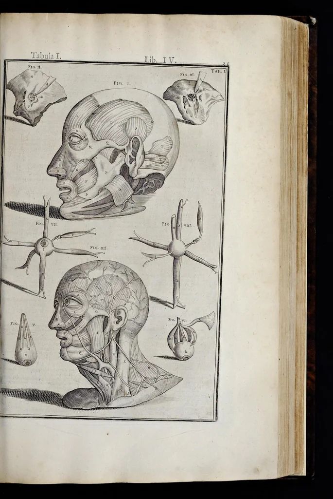 An illustration from Adriani Spigelii Bruxellensis equitis D. Marci, olim in Patavino gymnasio anatomiae et chirurgiae professoris primarii Opera quae extant, omnia, 1645, leaf 376