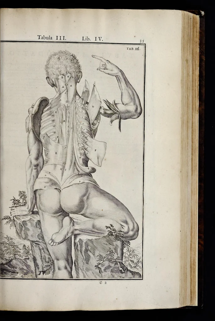 An illustration from Adriani Spigelii Bruxellensis equitis D. Marci, olim in Patavino gymnasio anatomiae et chirurgiae professoris primarii Opera quae extant, omnia, 1645, leaf 380