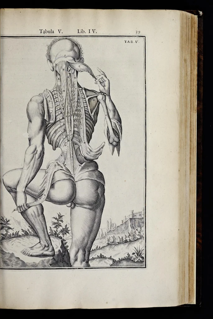 An illustration from Adriani Spigelii Bruxellensis equitis D. Marci, olim in Patavino gymnasio anatomiae et chirurgiae professoris primarii Opera quae extant, omnia, 1645, leaf 384