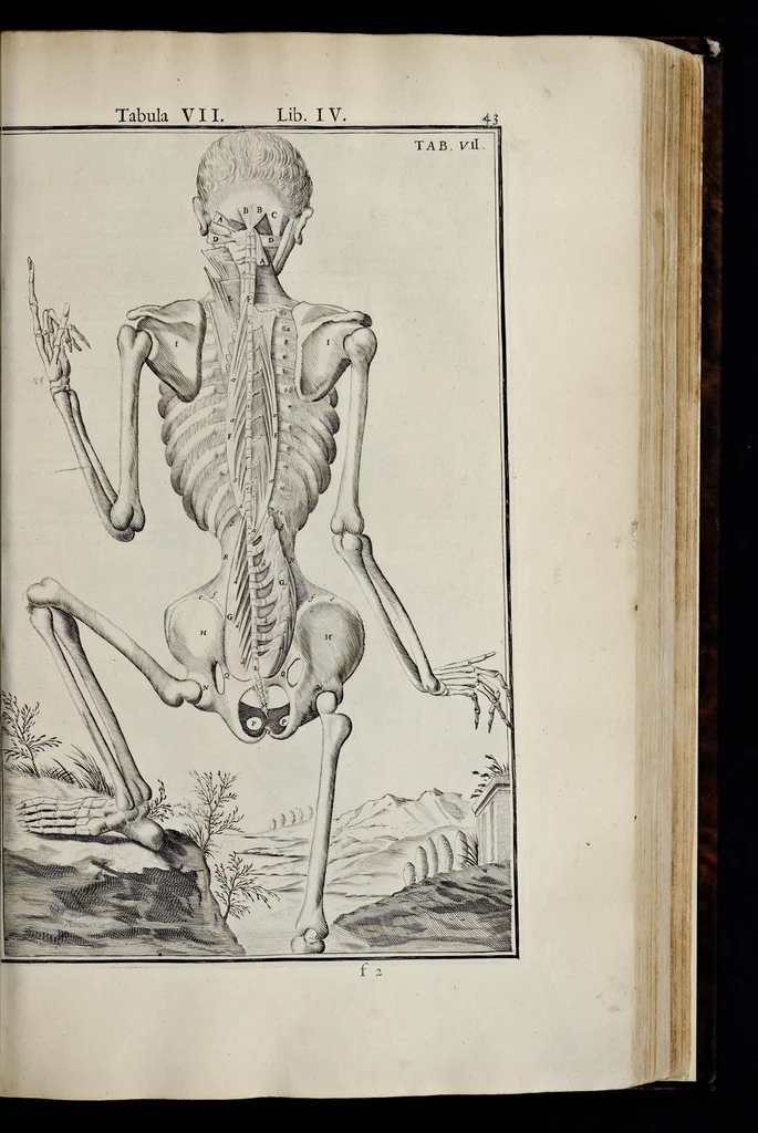 An illustration from Adriani Spigelii Bruxellensis equitis D. Marci, olim in Patavino gymnasio anatomiae et chirurgiae professoris primarii Opera quae extant, omnia, 1645, leaf 388