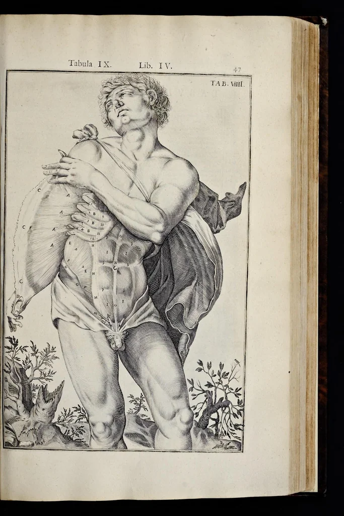 An illustration from Adriani Spigelii Bruxellensis equitis D. Marci, olim in Patavino gymnasio anatomiae et chirurgiae professoris primarii Opera quae extant, omnia, 1645, leaf 392