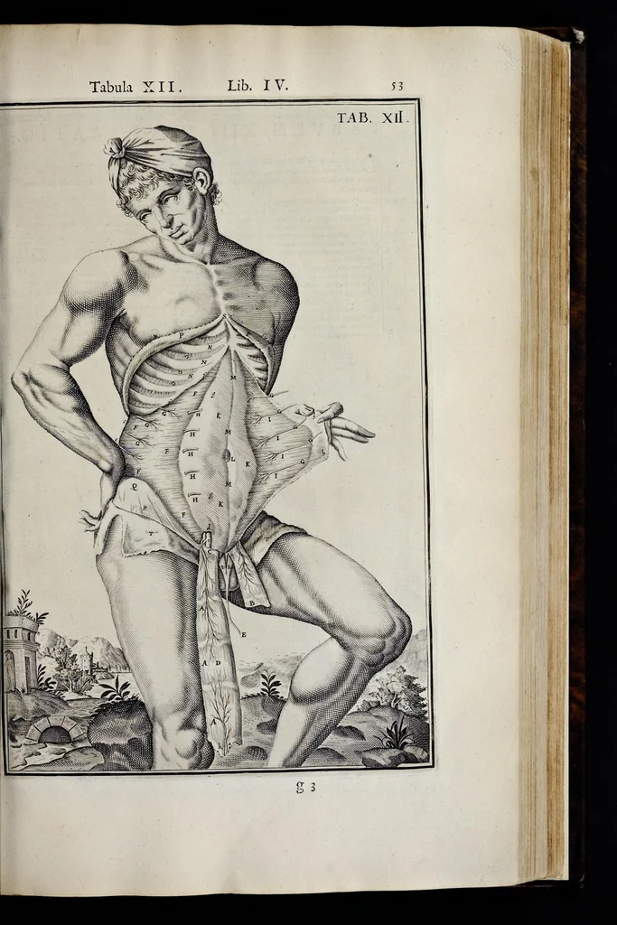 An illustration from Adriani Spigelii Bruxellensis equitis D. Marci, olim in Patavino gymnasio anatomiae et chirurgiae professoris primarii Opera quae extant, omnia, 1645, leaf 398