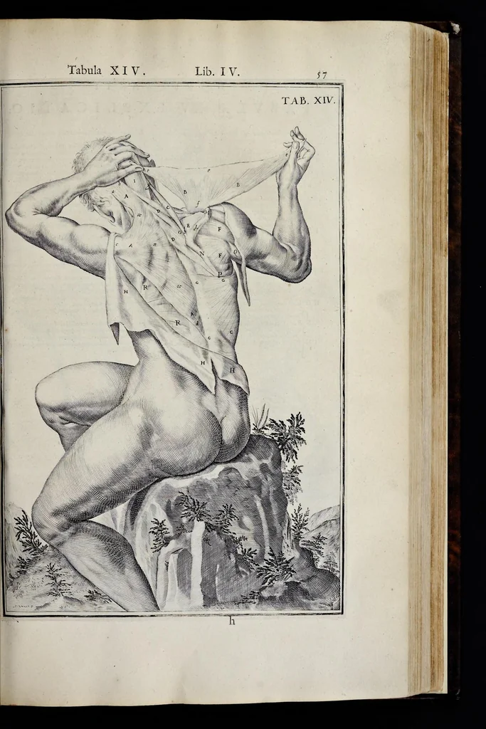 An illustration from Adriani Spigelii Bruxellensis equitis D. Marci, olim in Patavino gymnasio anatomiae et chirurgiae professoris primarii Opera quae extant, omnia, 1645, leaf 402