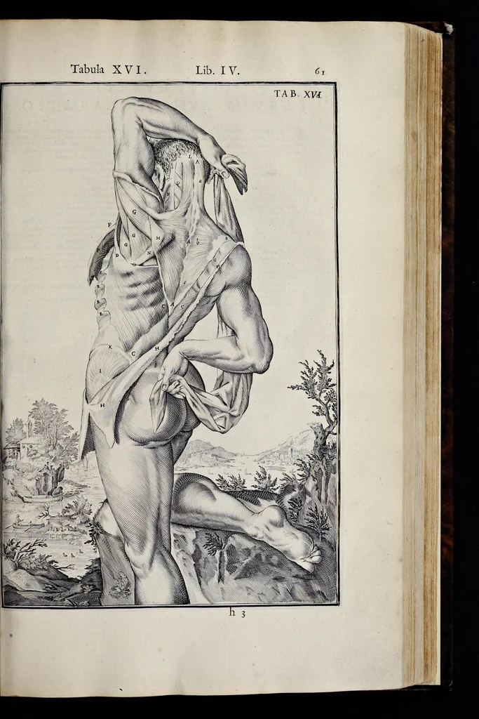 An illustration from Adriani Spigelii Bruxellensis equitis D. Marci, olim in Patavino gymnasio anatomiae et chirurgiae professoris primarii Opera quae extant, omnia, 1645, leaf 406