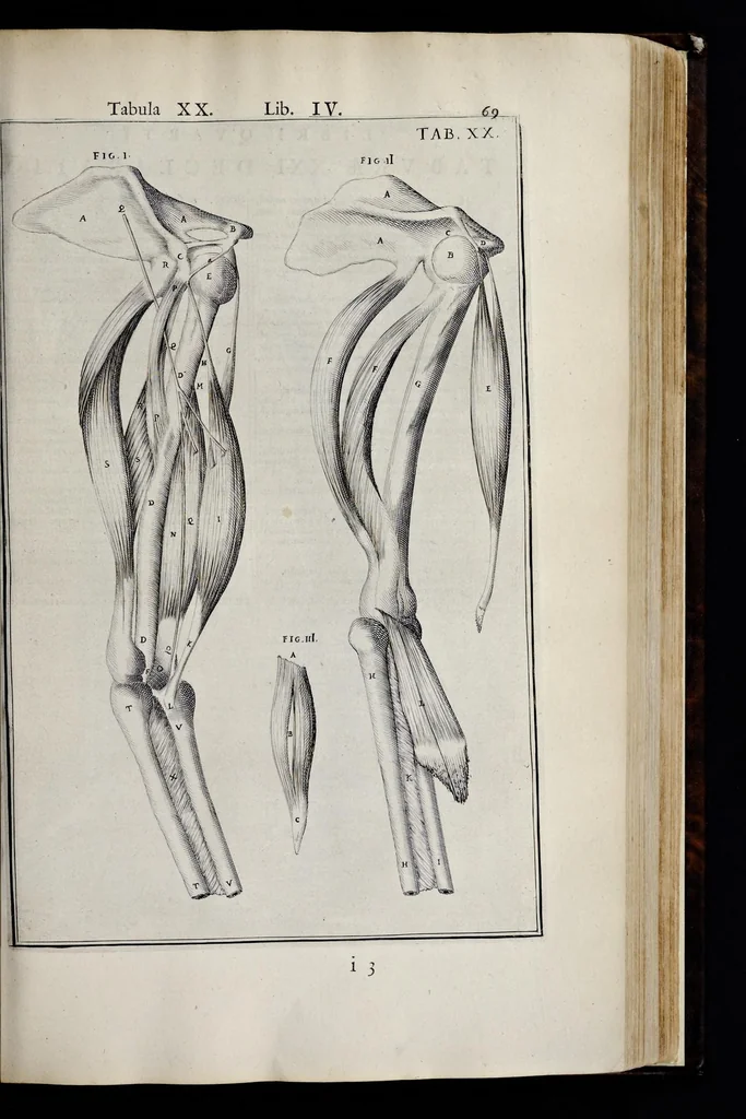 An illustration from Adriani Spigelii Bruxellensis equitis D. Marci, olim in Patavino gymnasio anatomiae et chirurgiae professoris primarii Opera quae extant, omnia, 1645, leaf 414