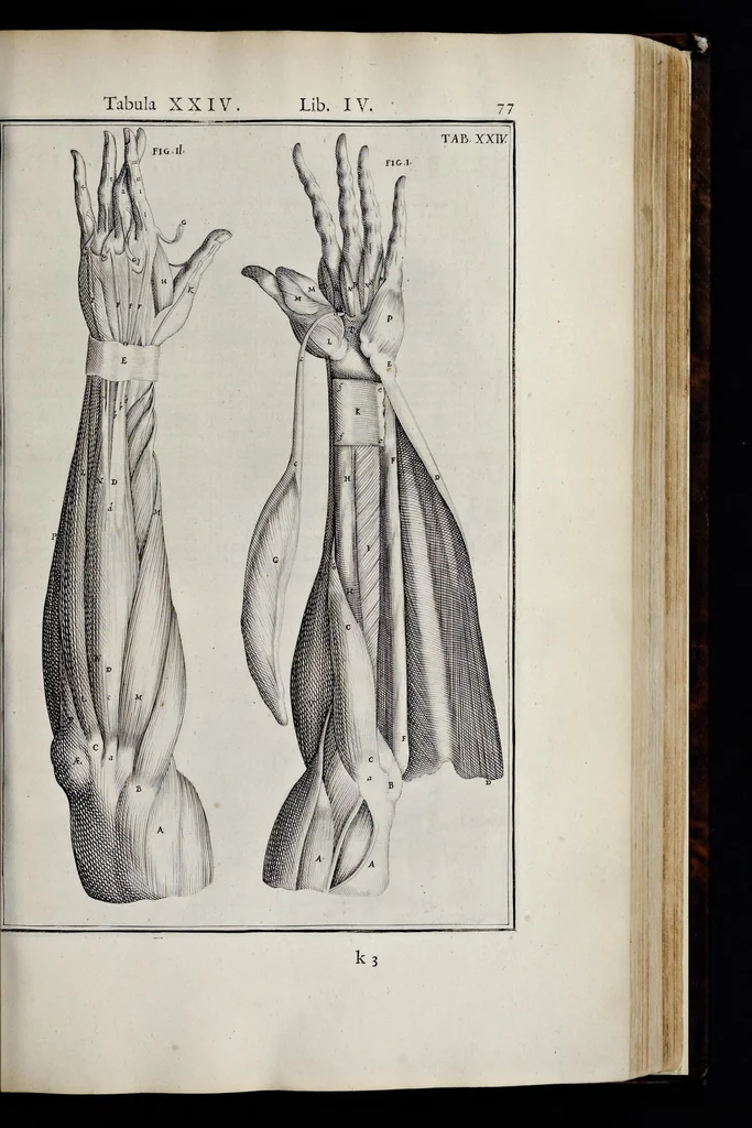 An illustration from Adriani Spigelii Bruxellensis equitis D. Marci, olim in Patavino gymnasio anatomiae et chirurgiae professoris primarii Opera quae extant, omnia, 1645, leaf 422