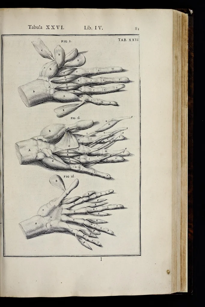 An illustration from Adriani Spigelii Bruxellensis equitis D. Marci, olim in Patavino gymnasio anatomiae et chirurgiae professoris primarii Opera quae extant, omnia, 1645, leaf 426