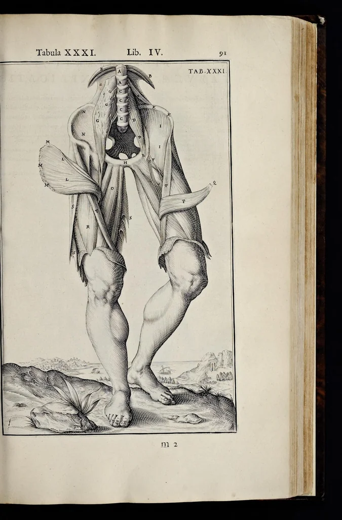 An illustration from Adriani Spigelii Bruxellensis equitis D. Marci, olim in Patavino gymnasio anatomiae et chirurgiae professoris primarii Opera quae extant, omnia, 1645, leaf 436