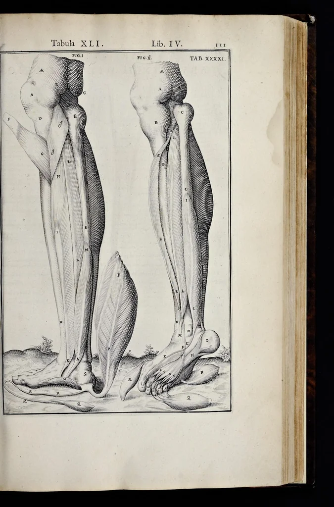 An illustration from Adriani Spigelii Bruxellensis equitis D. Marci, olim in Patavino gymnasio anatomiae et chirurgiae professoris primarii Opera quae extant, omnia, 1645, leaf 456