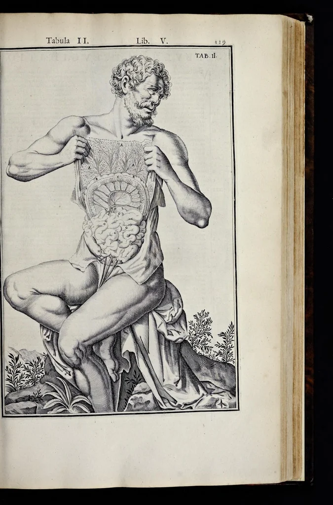 An illustration from Adriani Spigelii Bruxellensis equitis D. Marci, olim in Patavino gymnasio anatomiae et chirurgiae professoris primarii Opera quae extant, omnia, 1645, leaf 464