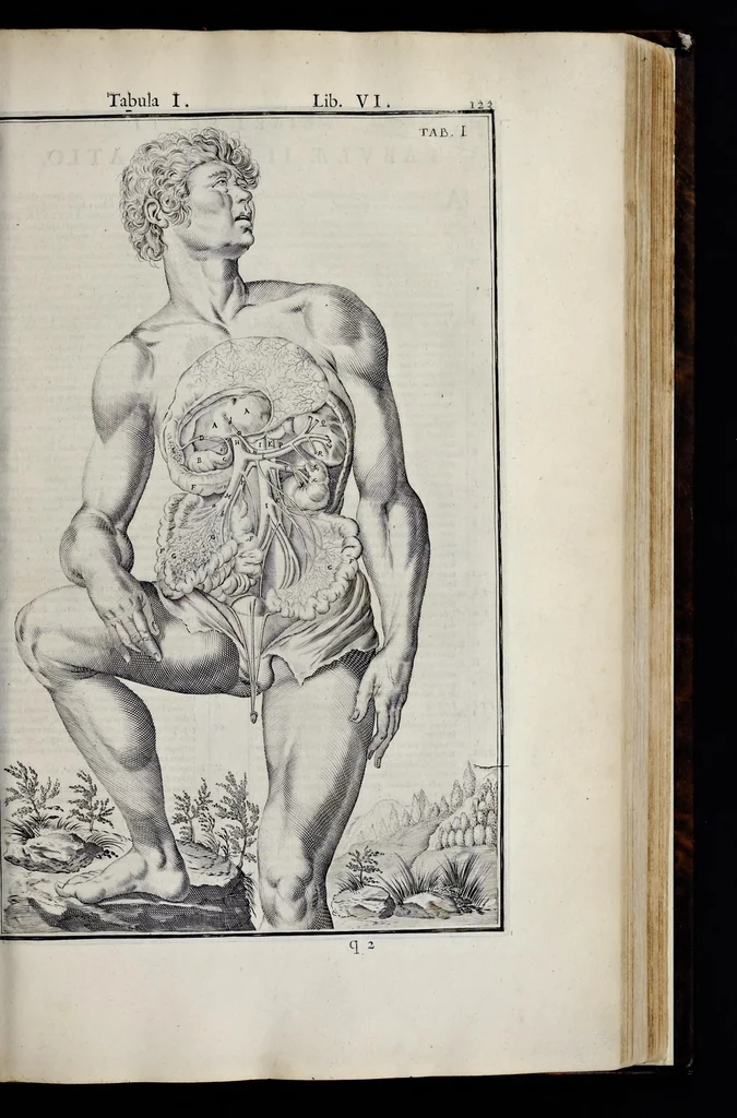 An illustration from Adriani Spigelii Bruxellensis equitis D. Marci, olim in Patavino gymnasio anatomiae et chirurgiae professoris primarii Opera quae extant, omnia, 1645, leaf 468