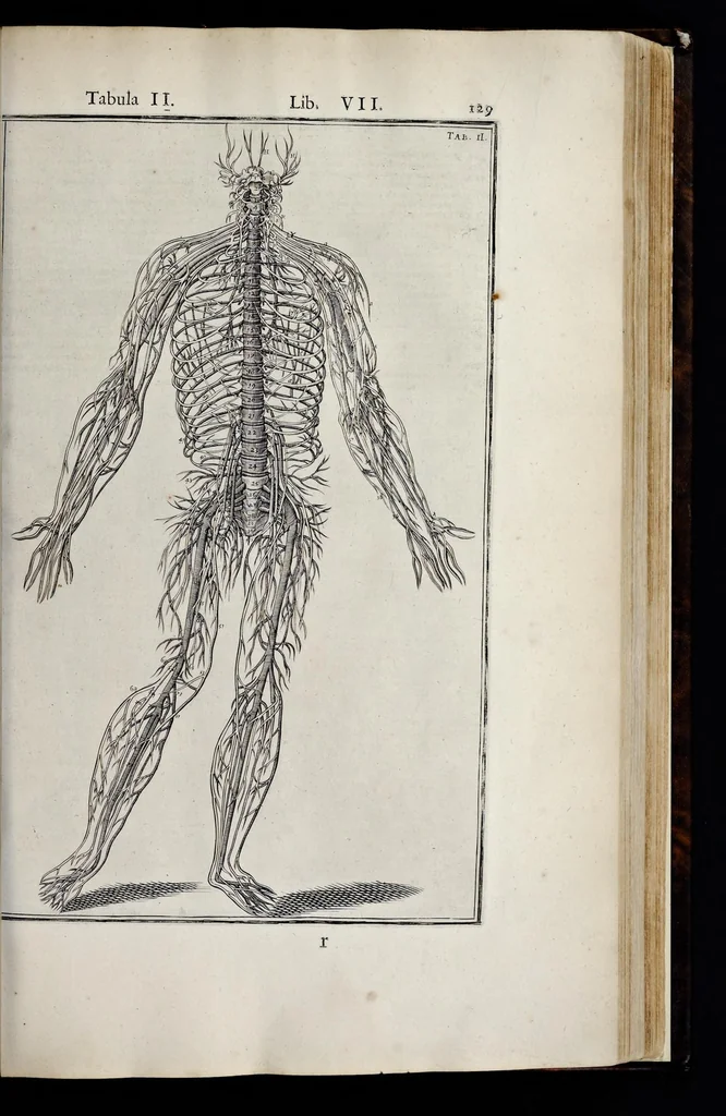 An illustration from Adriani Spigelii Bruxellensis equitis D. Marci, olim in Patavino gymnasio anatomiae et chirurgiae professoris primarii Opera quae extant, omnia, 1645, leaf 474