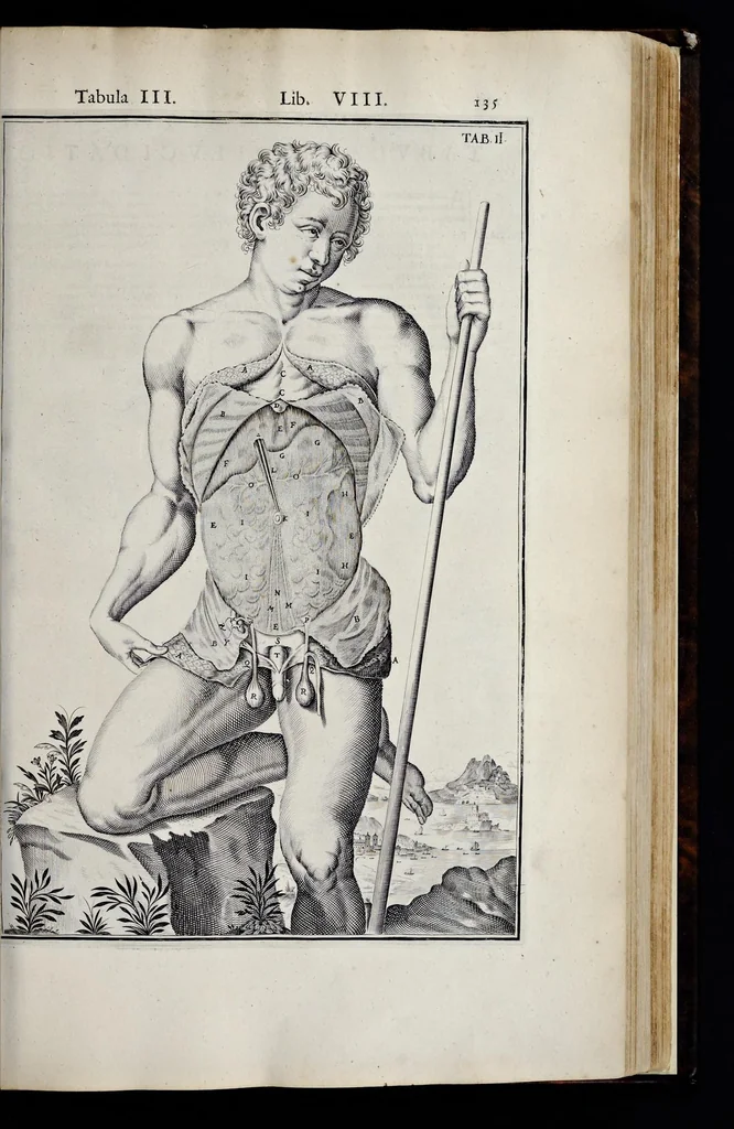 An illustration from Adriani Spigelii Bruxellensis equitis D. Marci, olim in Patavino gymnasio anatomiae et chirurgiae professoris primarii Opera quae extant, omnia, 1645, leaf 480