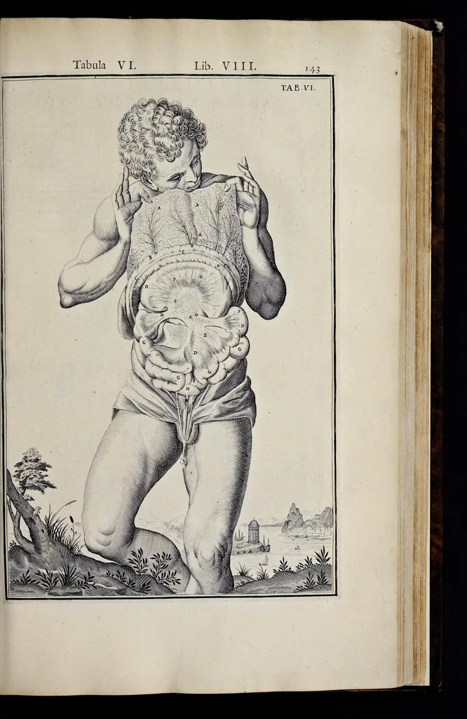 An illustration from Adriani Spigelii Bruxellensis equitis D. Marci, olim in Patavino gymnasio anatomiae et chirurgiae professoris primarii Opera quae extant, omnia, 1645, leaf 488