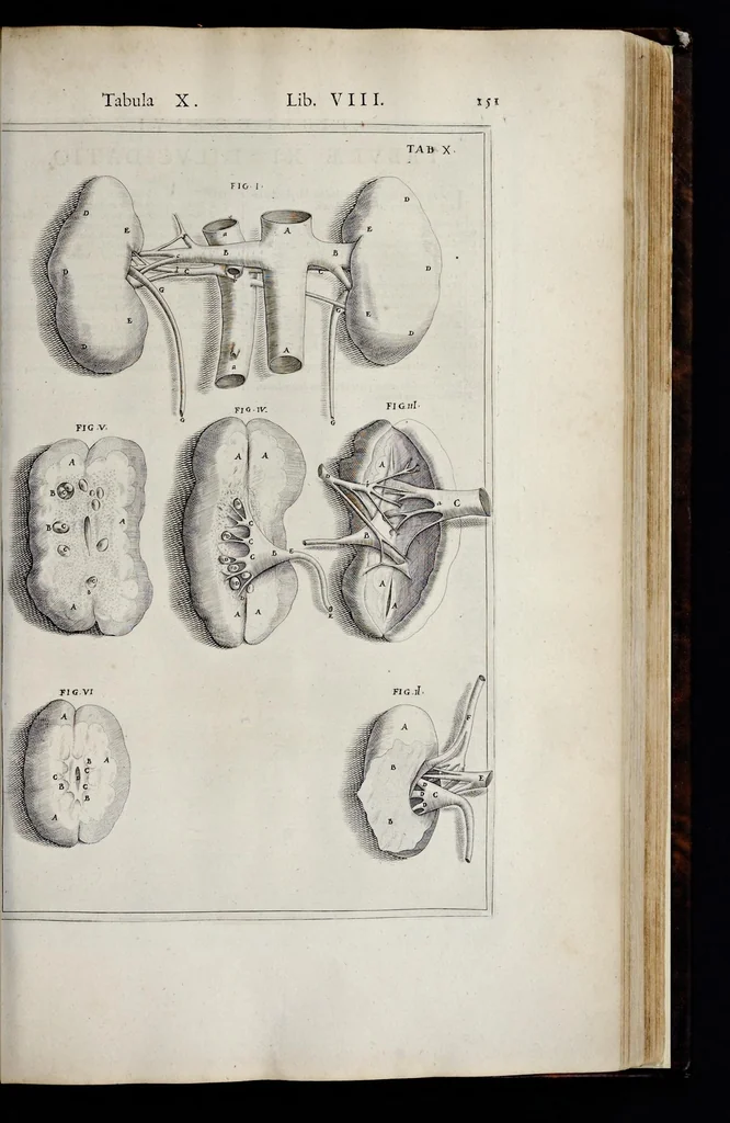 An illustration from Adriani Spigelii Bruxellensis equitis D. Marci, olim in Patavino gymnasio anatomiae et chirurgiae professoris primarii Opera quae extant, omnia, 1645, leaf 496