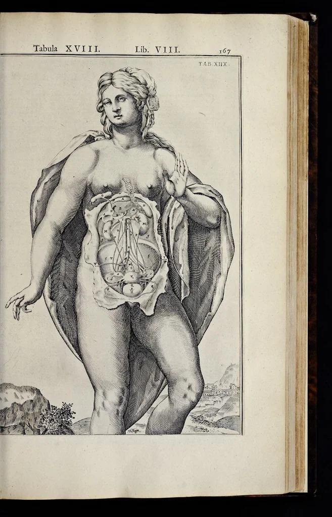 An illustration from Adriani Spigelii Bruxellensis equitis D. Marci, olim in Patavino gymnasio anatomiae et chirurgiae professoris primarii Opera quae extant, omnia, 1645, leaf 512