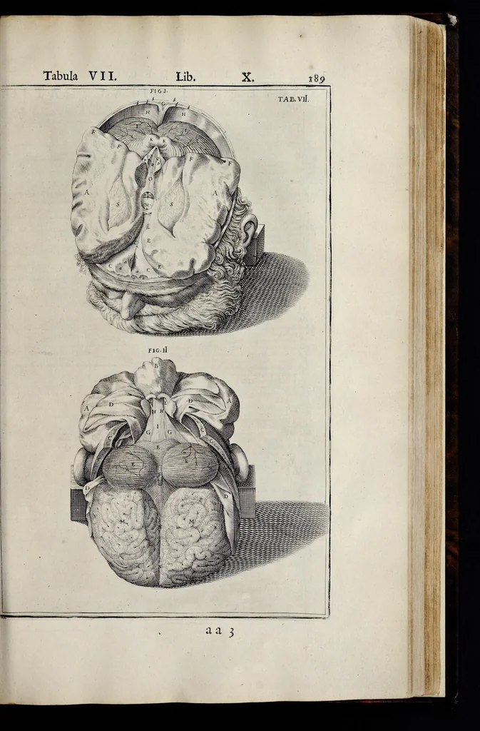 An illustration from Adriani Spigelii Bruxellensis equitis D. Marci, olim in Patavino gymnasio anatomiae et chirurgiae professoris primarii Opera quae extant, omnia, 1645, leaf 534