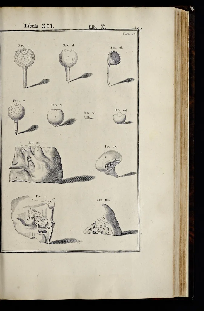 An illustration from Adriani Spigelii Bruxellensis equitis D. Marci, olim in Patavino gymnasio anatomiae et chirurgiae professoris primarii Opera quae extant, omnia, 1645, leaf 544