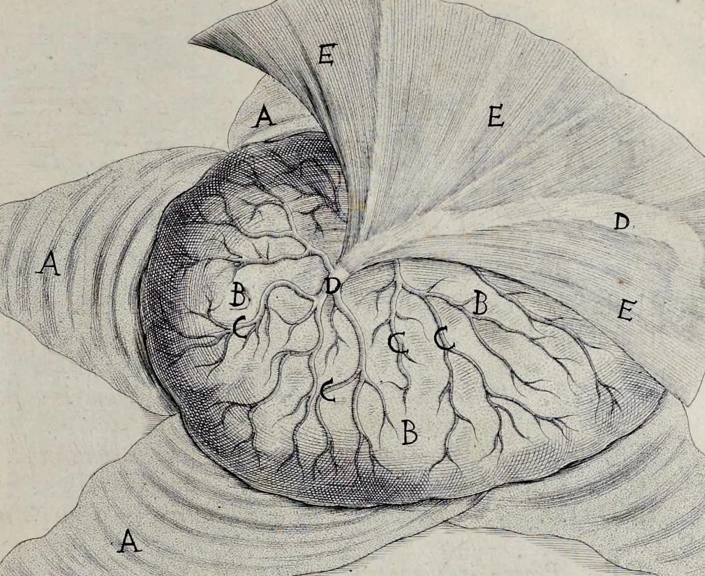 An illustration from Adriani Spigelii Bruxellensis equitis D. Marci, olim in Patavino gymnasio anatomiae et chirurgiae professoris primarii Opera quae extant, omnia, 1645, leaf 588