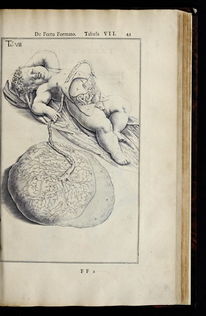 An illustration from Adriani Spigelii Bruxellensis equitis D. Marci, olim in Patavino gymnasio anatomiae et chirurgiae professoris primarii Opera quae extant, omnia, 1645, leaf 592