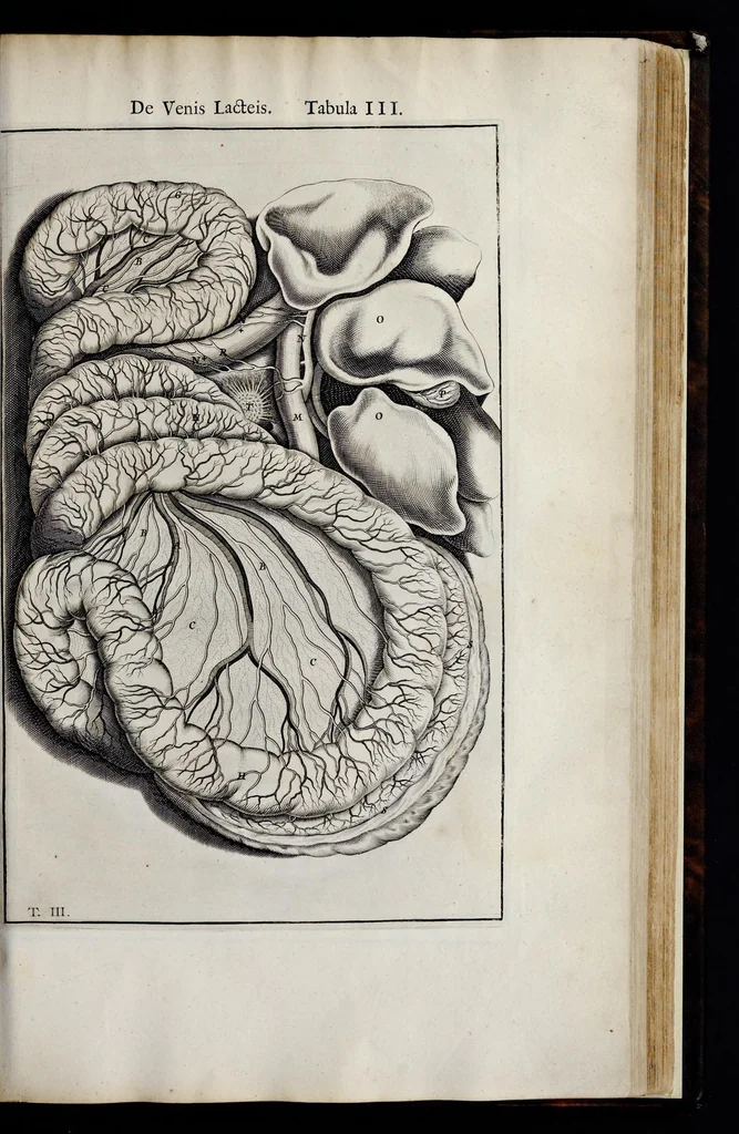An illustration from Adriani Spigelii Bruxellensis equitis D. Marci, olim in Patavino gymnasio anatomiae et chirurgiae professoris primarii Opera quae extant, omnia, 1645, leaf 608