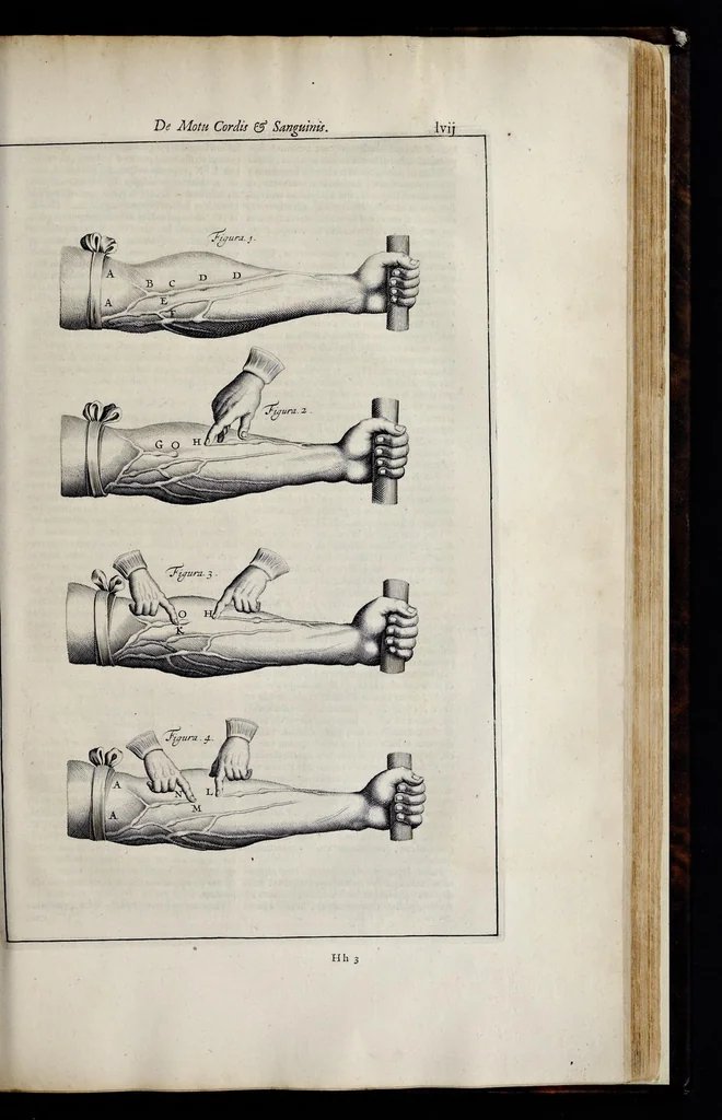 An illustration from Adriani Spigelii Bruxellensis equitis D. Marci, olim in Patavino gymnasio anatomiae et chirurgiae professoris primarii Opera quae extant, omnia, 1645, leaf 668