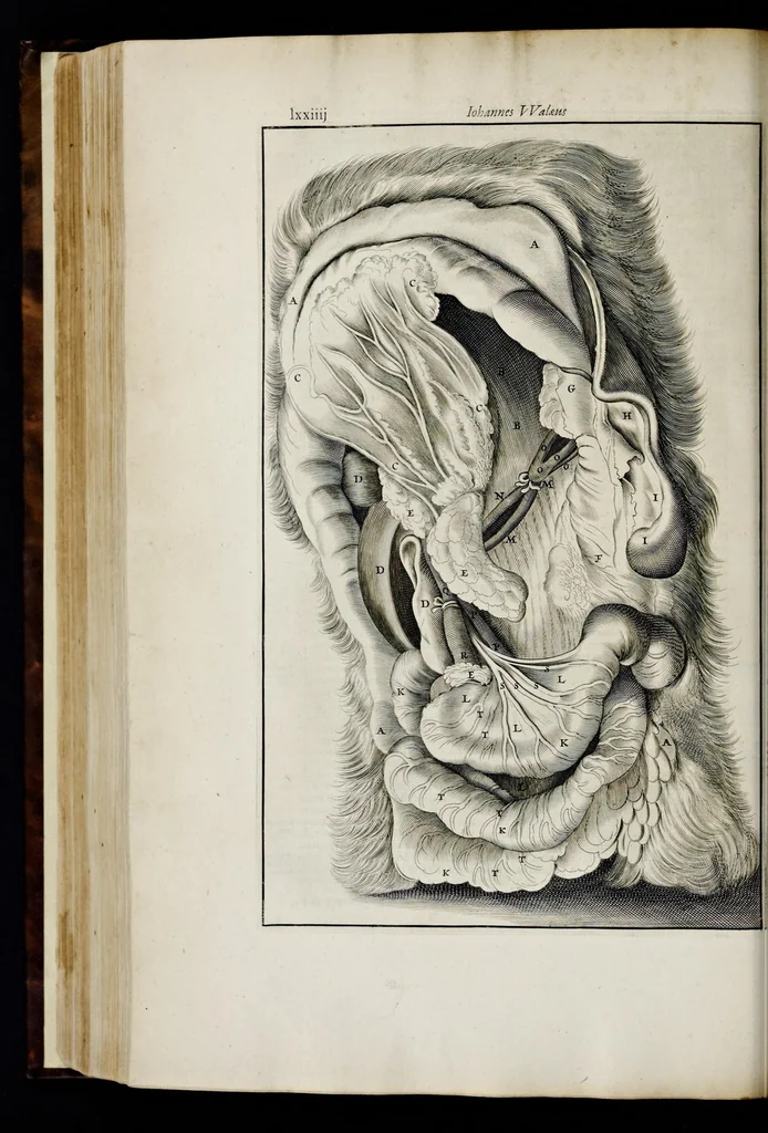 An illustration from Adriani Spigelii Bruxellensis equitis D. Marci, olim in Patavino gymnasio anatomiae et chirurgiae professoris primarii Opera quae extant, omnia, 1645, leaf 685