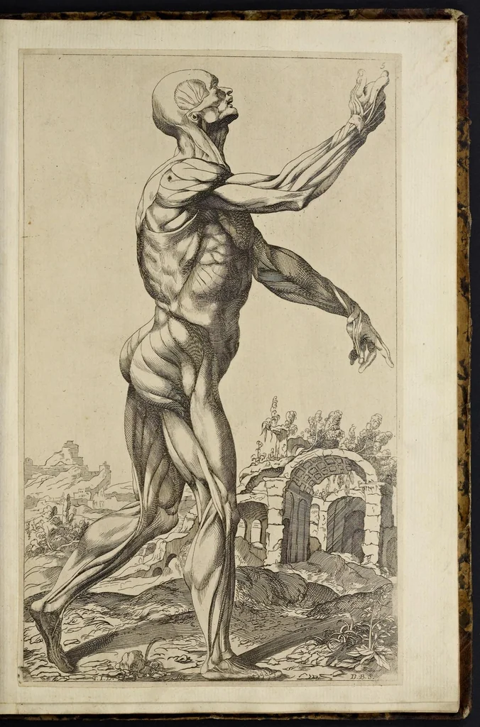 An illustration from Notomie di Titiano ..., 1685, leaf 24